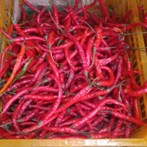 Cabe Kriting