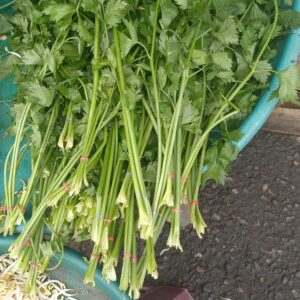 Daun Seledri