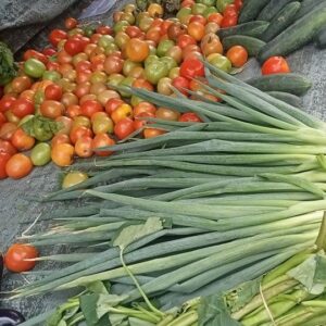 Daun Bawang